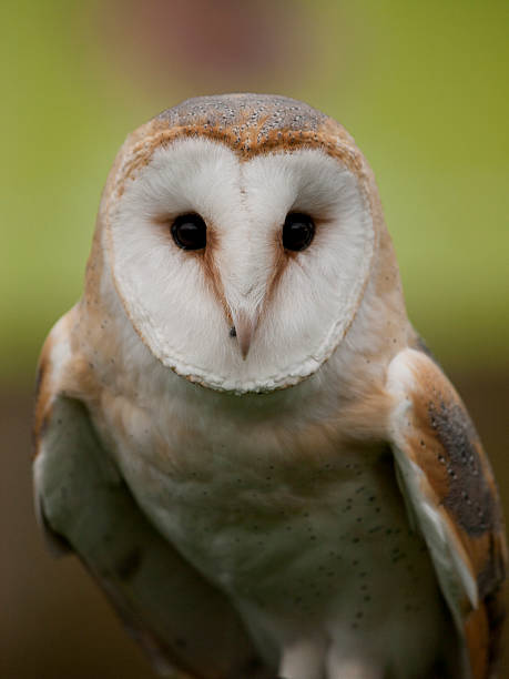 portret z płomykówka - owl endangered species barn night zdjęcia i obrazy z banku zdjęć