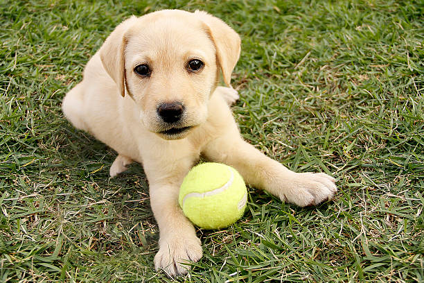 istock Labrador puppy playing with ball outdoors 453759427