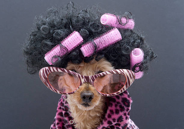 istock Pink and Black Animal Print Primping 453760655