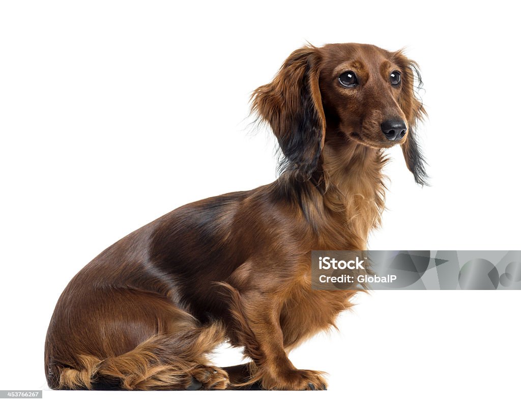 Vista lateral de um Dachshund sentado, isolado a branco - Royalty-free Dachshund Foto de stock