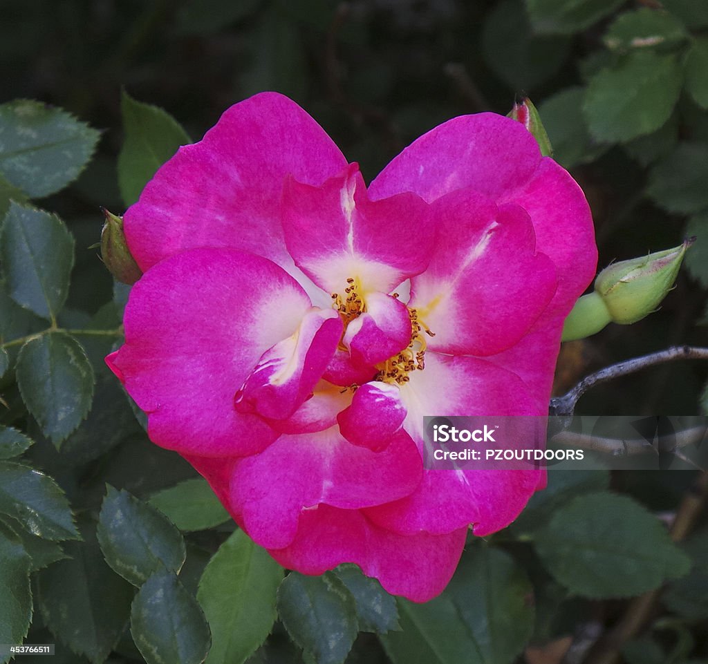 Rosa Rosa selvatica - Foto stock royalty-free di Albero deciduo