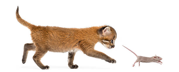 Asian golden cat chasing a mouse, isolated