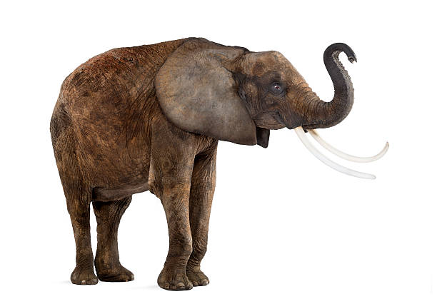 istock Standing African elephant lifting its trunk, isolated 453766899