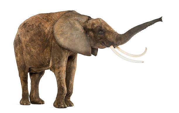 istock Standing African elephant lifting its trunk, isolated on white 453766979