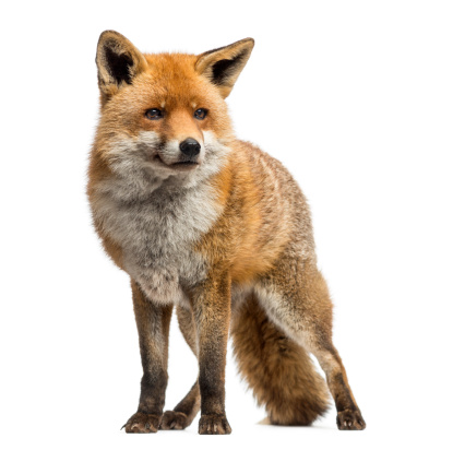 Red fox, Vulpes vulpes, standing, isolated on white