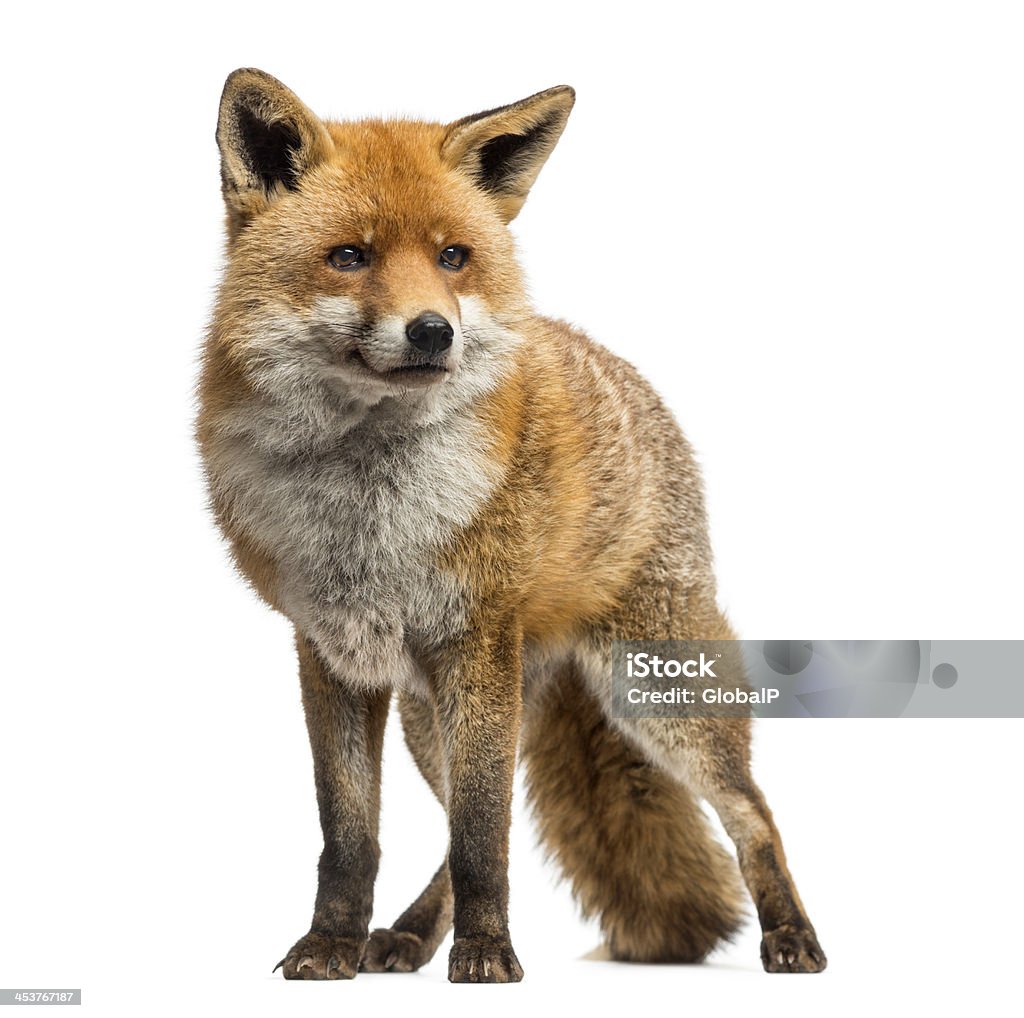 Red fox standing, isolated on white Red fox, Vulpes vulpes, standing, isolated on white Fox Stock Photo