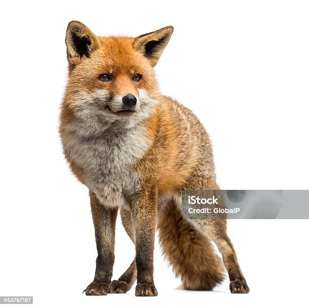 Red Fox Standing Isolated On White Stock Photo - Download Image Now - Fox, Cut Out, Red Fox