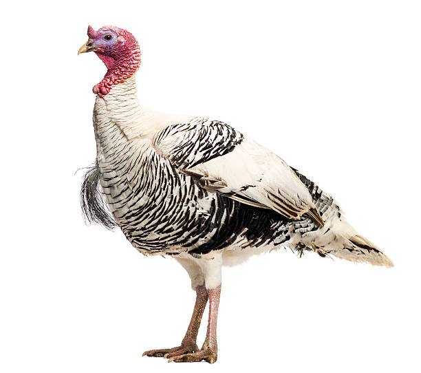 istock Turkey, Meleagris gallopavo, standing, isolated on white 453767205