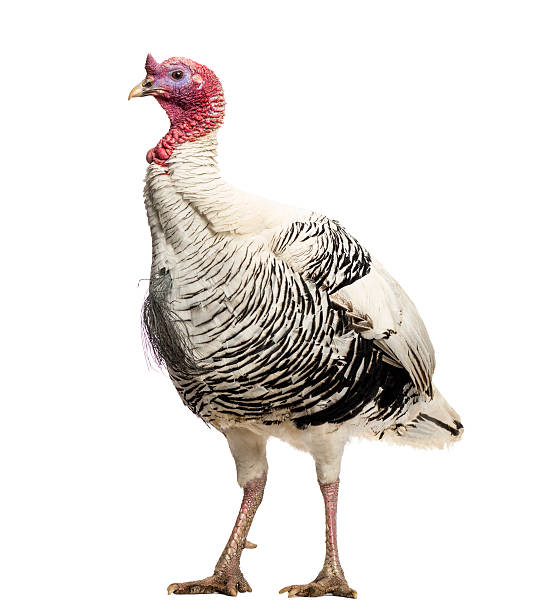 istock Turkey, Meleagris gallopavo, standing, isolated on white 453767461
