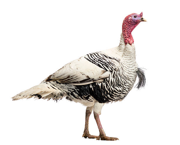 istock Turkey, Meleagris gallopavo, walking, isolated on white 453767477
