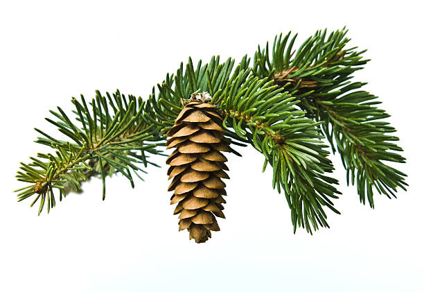 istock The branch of spruce and cone on white background 453767843