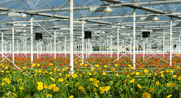 istock flowers in a commercial greenhouse 453768801