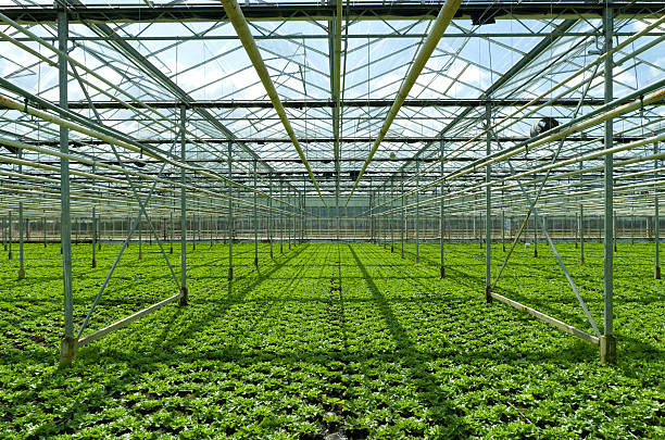 istock commercial greenhouse 453768857