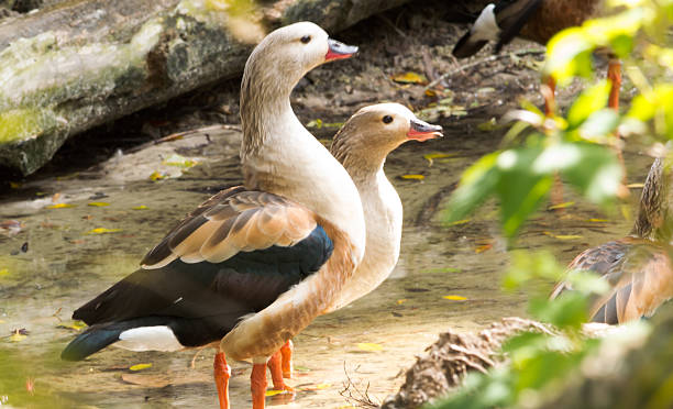 Two Birds In Swamp stock photo