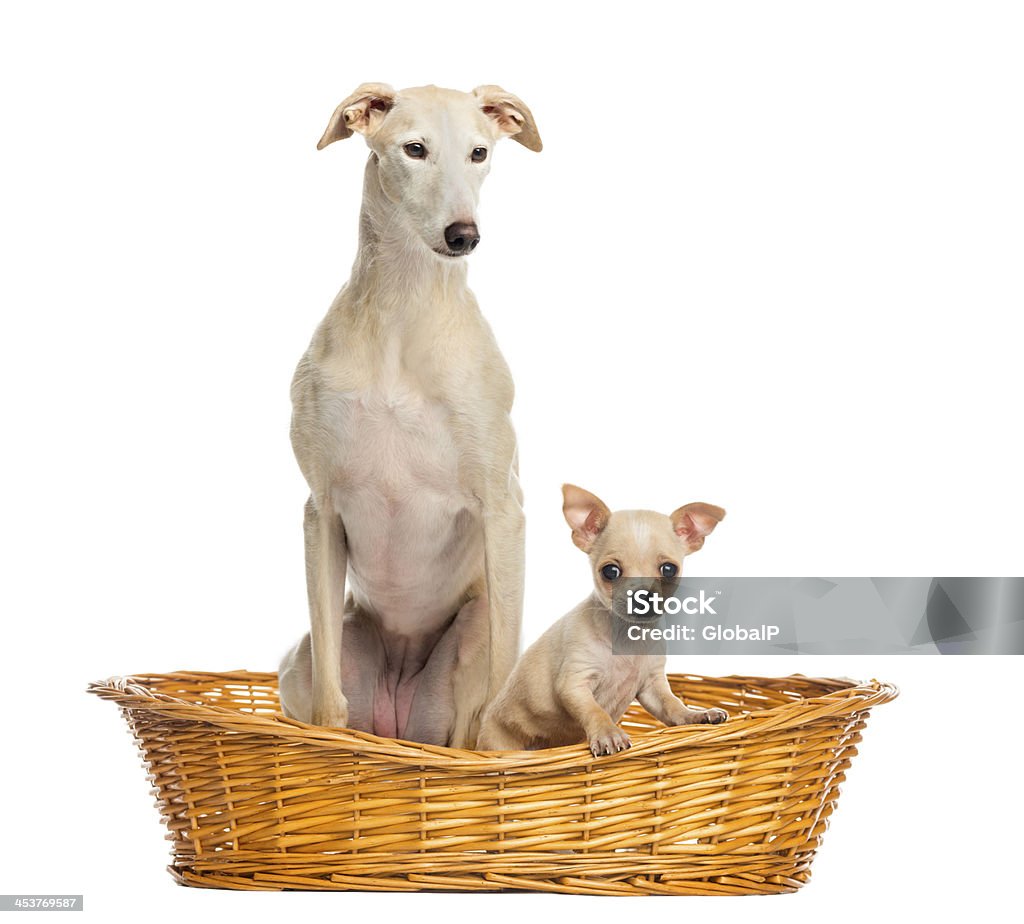 Уиппет и Чиуауа щенок в плетеной корзине, изолированные на белом - Стоковые фото Бежевый роялти-фри