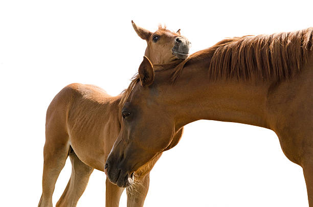 istock Asil Arabian foal and mother - isolated on white 453769777