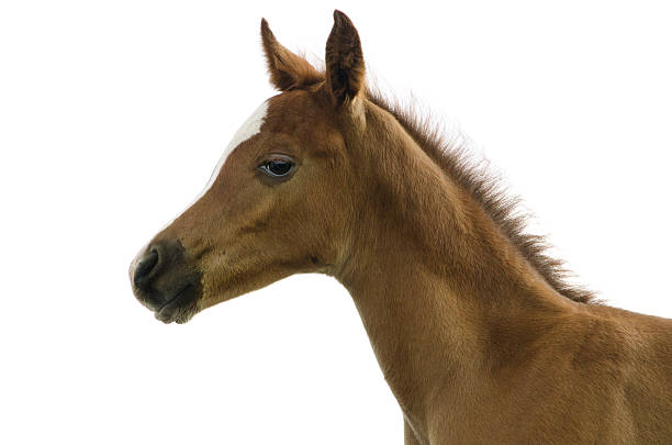 istock Asil Arabian foal - isolated on white 453769783