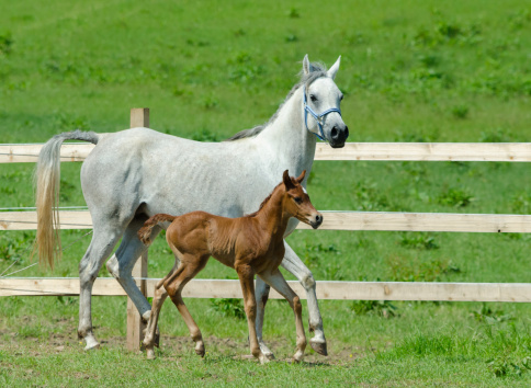 Asil Arabian mare (Asil means - this arabian horses are of pure egyptian descent) and her foal - about 14 days old on meadow. 