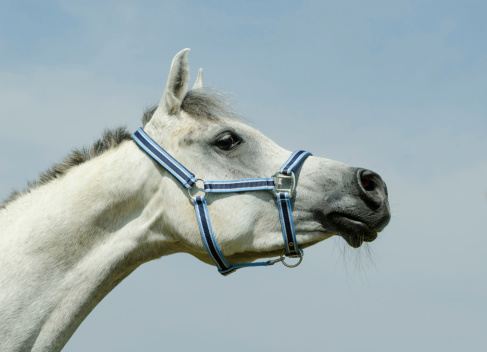 Asil Arabian horses - mare standing and looking curiously with arabian attitude. 