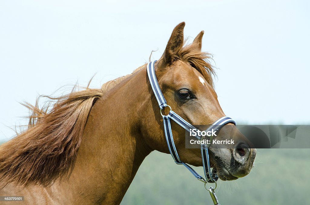 Black Cab Arabische Pferde-mare Porträt - Lizenzfrei Araberpferd Stock-Foto