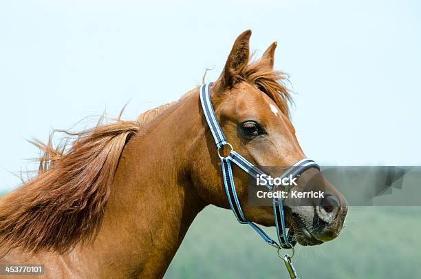Black Cab Arabische Pferdemare Porträt Stockfoto und mehr Bilder von Araberpferd - Araberpferd, Aggression, Agrarbetrieb