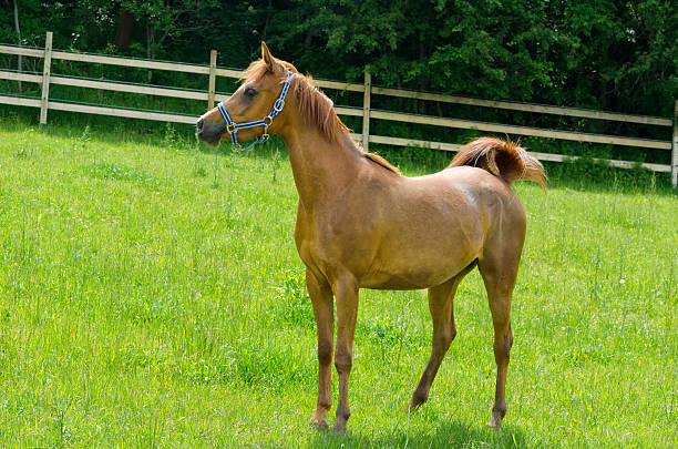 serene farm scene featuring close-up brown horse grazing peacefully on lush green farm pasture with clear blue skies in background, traditional farm setting