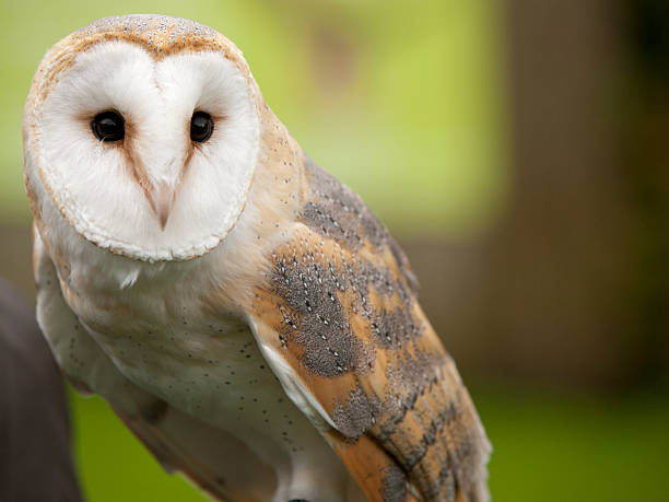 portret z płomykówka - owl endangered species barn night zdjęcia i obrazy z banku zdjęć