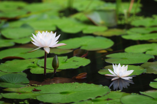 Blossoming beautiful white lotus in the pond with green leaves as a background.