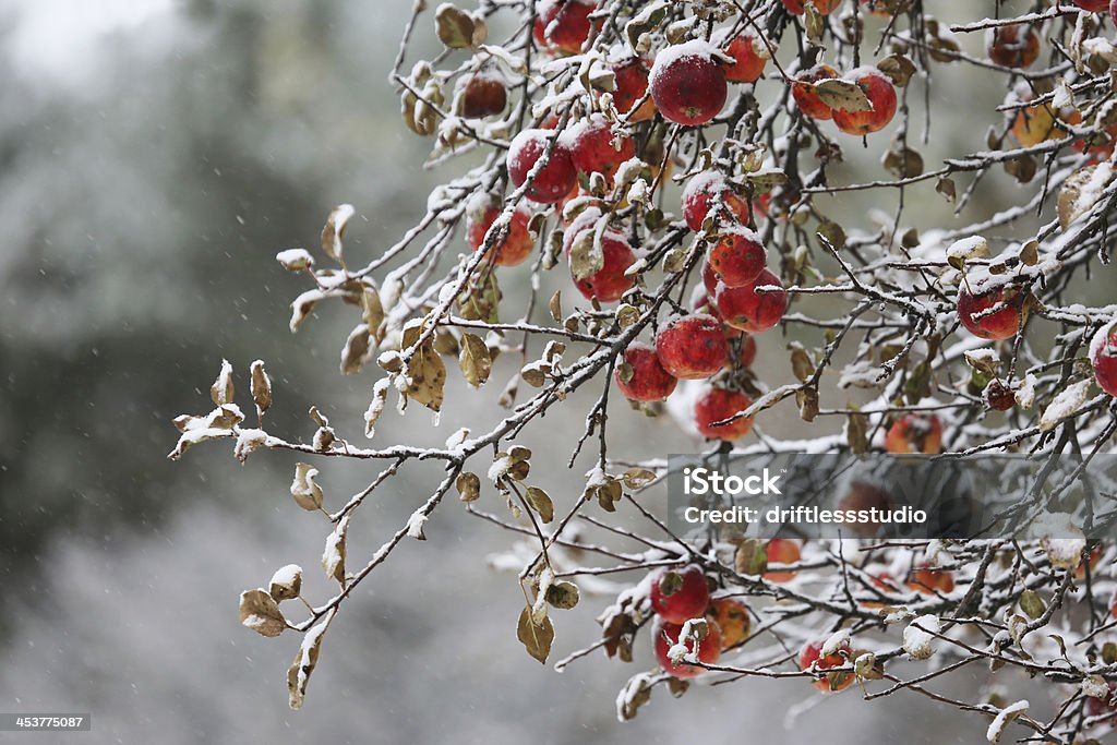 Jabłko Drzewo w śniegu storm - Zbiór zdjęć royalty-free (Bez ludzi)