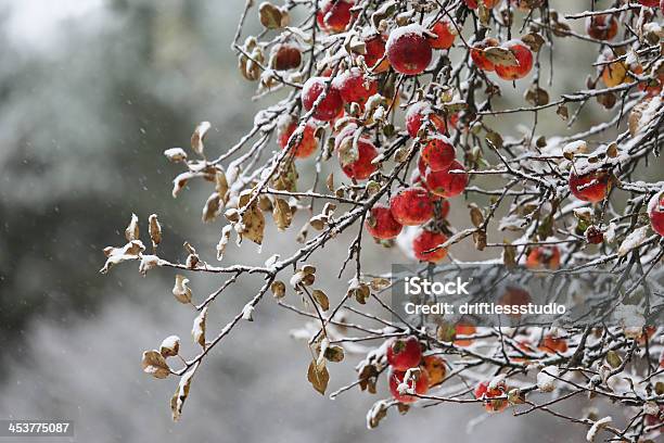 Foto de Macieira Em Uma Tempestade De Neve e mais fotos de stock de Beleza - Beleza, Beleza natural - Natureza, Branco