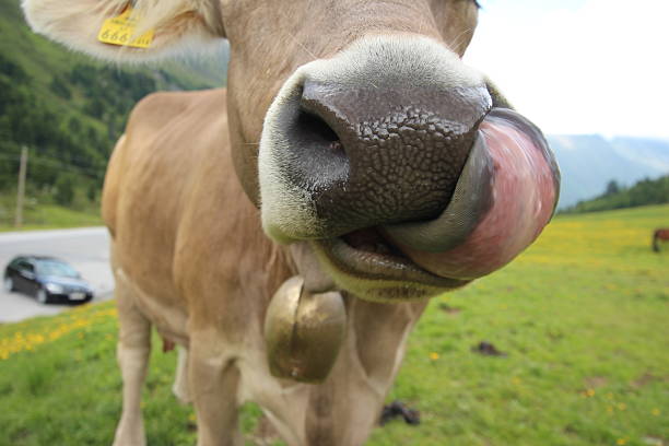 Close-up of a snout of a curious cow. Snoopy cow wants to lick the photographer.