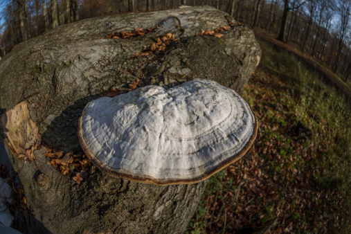 Fomes fomentarius, commonly known as the tinder fungus, hoof fungus, tinder conk, tinder polypore or ice man fungus, is a species of fungal plant pathogen found in Europe, Asia, Africa and North America. Grows on various species of tree.