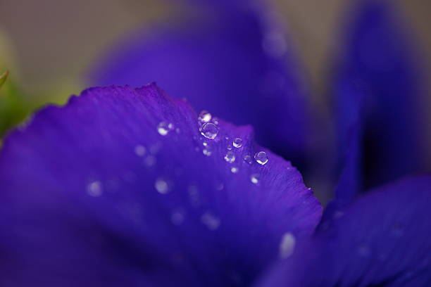 istock Morning dew on the Pansy 453779151