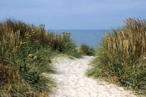 istock Marram grass, sand dune and blue sea 453781039
