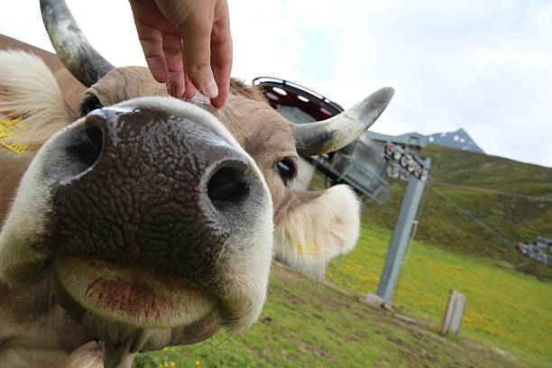 istock Snout of a curious cow 453781149