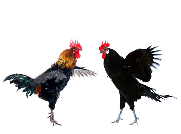 Rooster fight Two rooster fighting isolated on white rooster open wings stock pictures, royalty-free photos & images