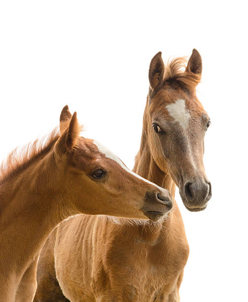 istock Asil Arabian foal - isolated on white 453783075