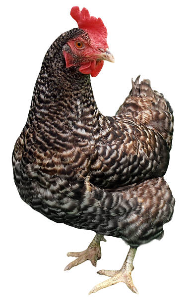 Plymouth Rock Hen