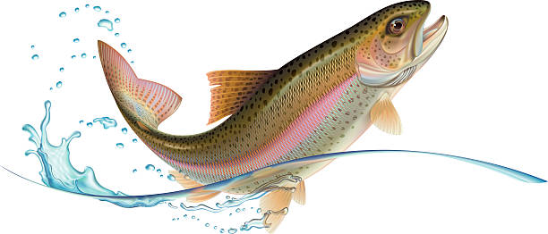 Jumping trout Jumping trout with water splash. Rasterized vector illustration. Check my portfolio for a vector version. trout photos stock pictures, royalty-free photos & images