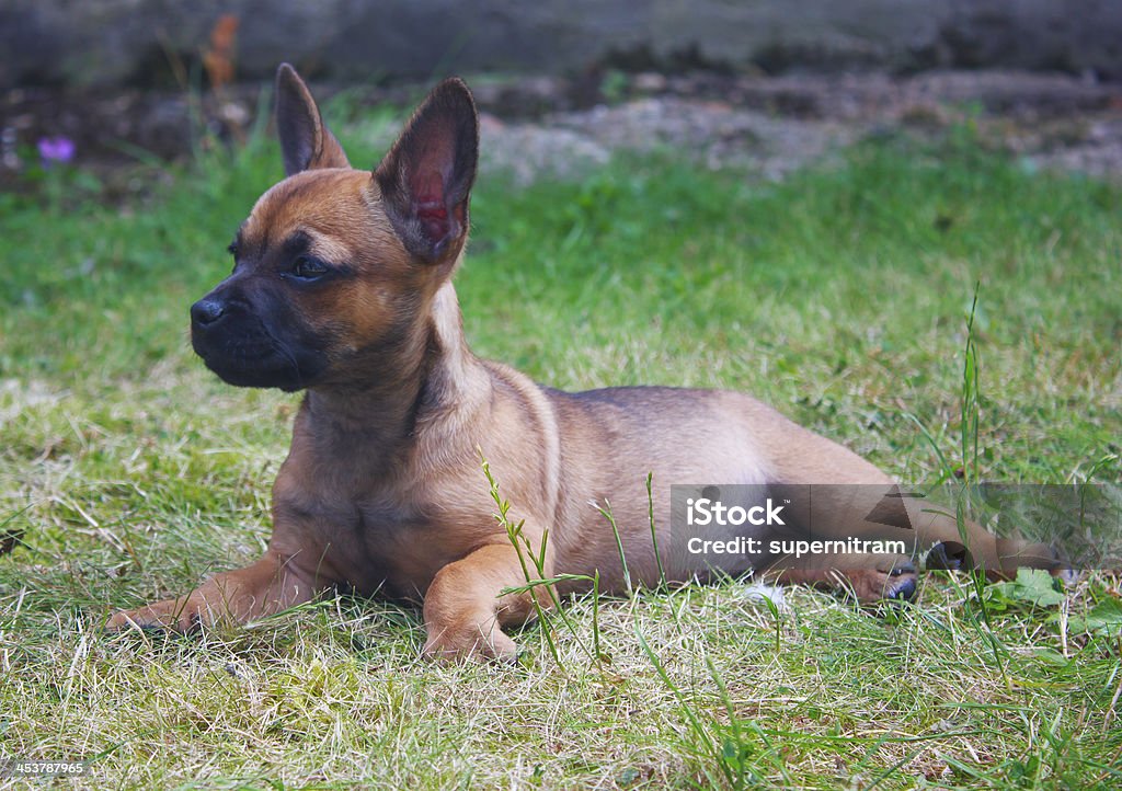 강아지 누워있기 on 잔디 - 로열티 프리 갈색 스톡 사진