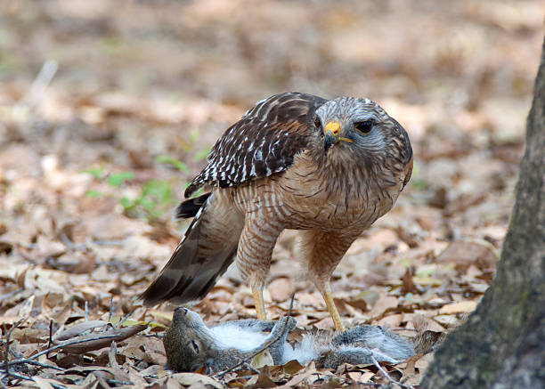 Redwing hawk and prey stock photo