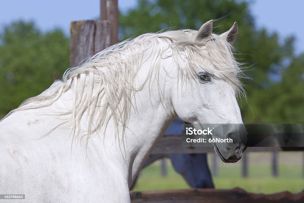 Garañón blanco caballo andalús BW doma y monta - Foto de stock de Animal macho libre de derechos