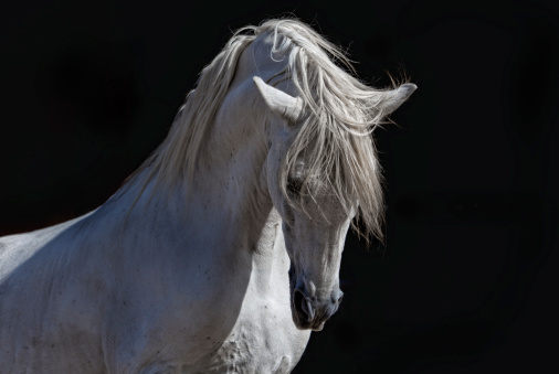 A white Andalusian stallion in the sun against a black background.