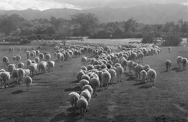 istock Sheep, farm and mountains- BW 453793397