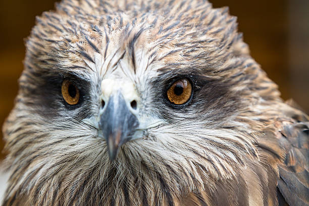 istock Eyes of the young hawk 453793933