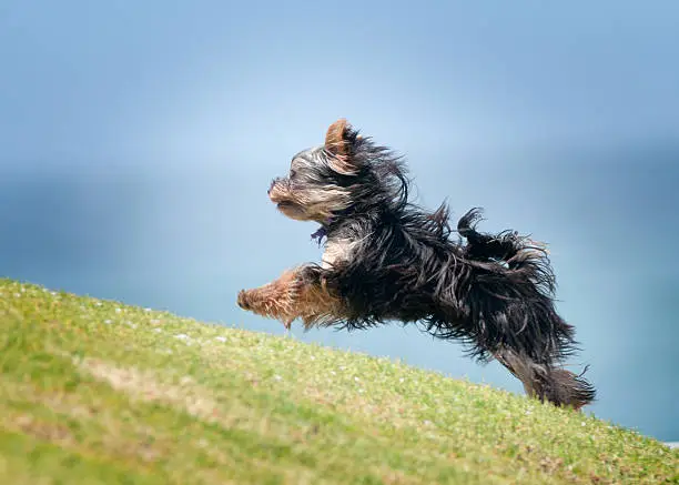 Small dog running