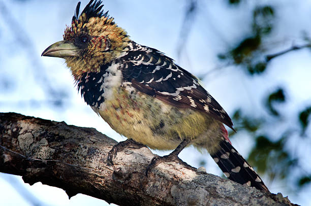 Crested Barbet stock photo