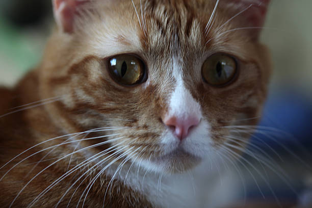 Gato - fotografia de stock