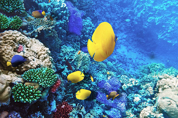 corallo e pesce nel mar rosso. egitto, sudafrica. - vitality sea aquatic atoll foto e immagini stock