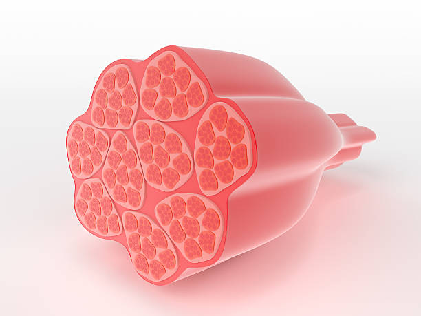 3D structure of skeletal muscle Structure of skeletal or voluntary muscle showing a cross-section through the cylindrical multi-nucleate fibres narrowing down to the attachment point which would attach to a bone in the body tissue anatomy stock pictures, royalty-free photos & images